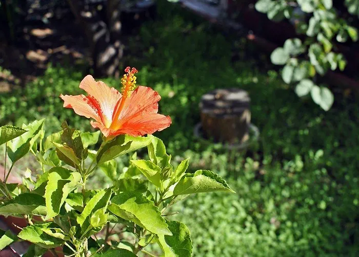 Le Chiocciole 住宿加早餐酒店 3*